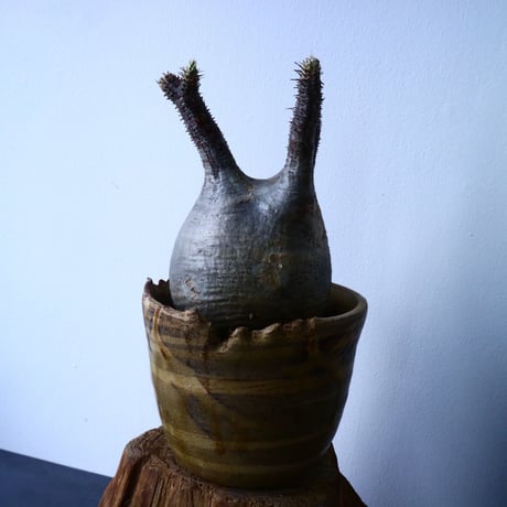 パキポディウム グラキリス Pachypodium rosulatum var. gracilius   No.31028