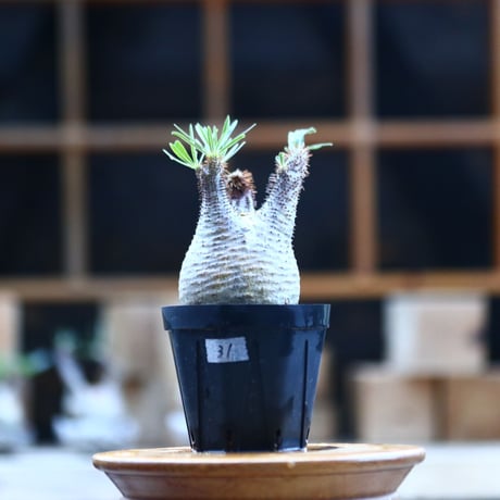 パキポディウム  グラキリス ／Pachypodium  gracilius     no.101731