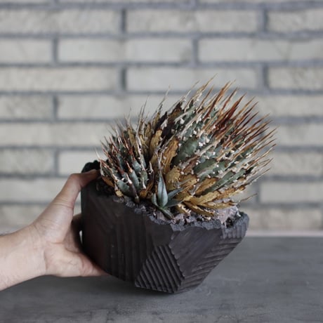 Agave uthaensis var. eborispina  × N/OH (7.5号)  no.510/12