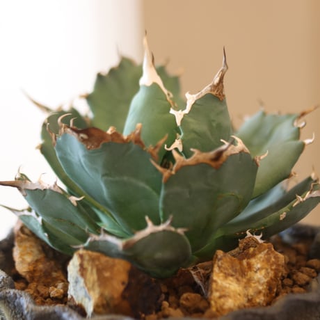 Agave titanota Sierra Mixteca × soso　no.112-2