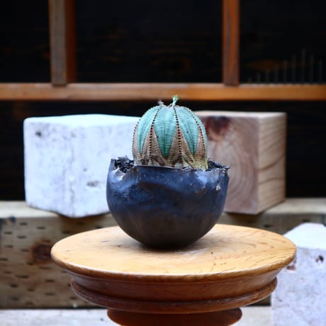 ユーフォルビア  オベサ ♂／Euphorbia obesa      no.72540