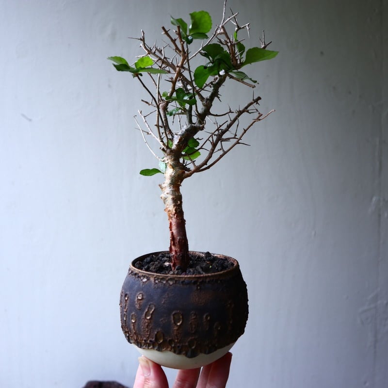 コミフォラ シンプリキフォリア Commiphora simplicifolia