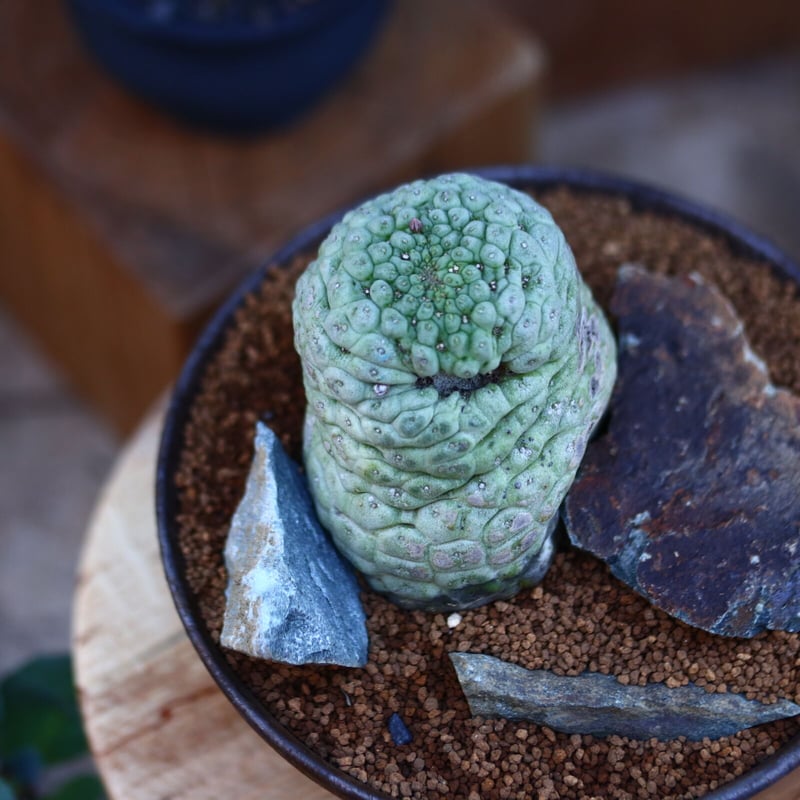 ラリレアキア カクティフォルメ 仏頭玉／Larryleachia cactiformis n