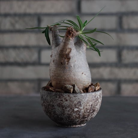 Pachypodium gracilius × takero pot (3.5号)  no.817-4