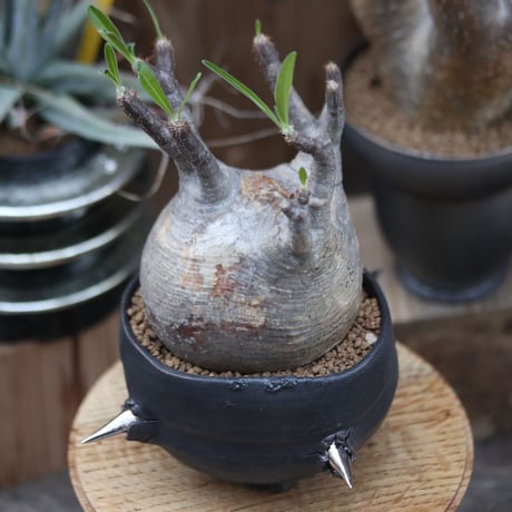 パキポディウム  グラキリス／Pachypodium  gracilius   no.12209