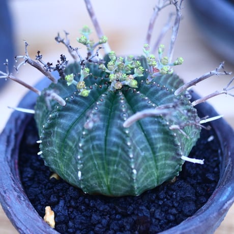 ユーフォルビア  バリダ    Euphorbia valida     no.32118