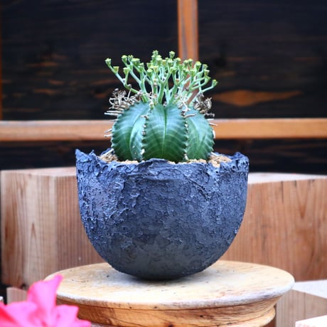 ユーフォルビア  バリダ♂／Euphorbia valida    no.60557