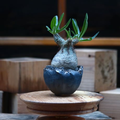 パキポディウム  グラキリス ／Pachypodium  gracilius     no.102463