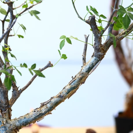 ブルセラ ファガロイデス / Bursera fagaroides   no.62516