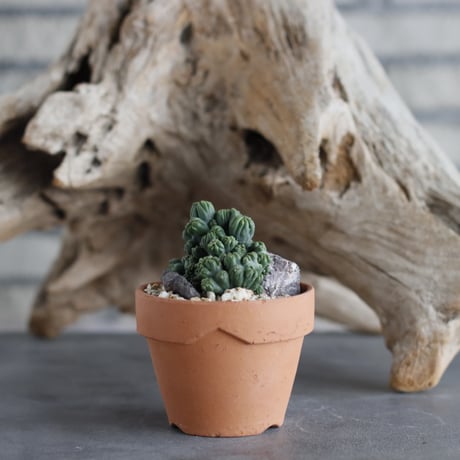 Cereus Peruvianus / 黒獅子 × YAMABACHI (3号)  no.629-6