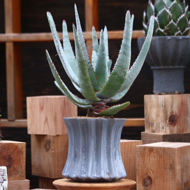 アロエ コニフェラ / Aloe conifera no.31955 | 芽の巣山