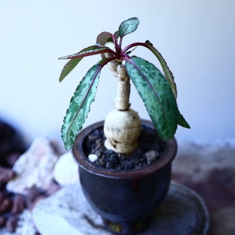 ユーフォルビア アンボンベンセ   Euphorbia sp.  Ambonbense  no.52616
