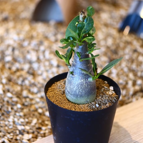 アデニウム アラビカム / Adenium  arabicum   no.50717