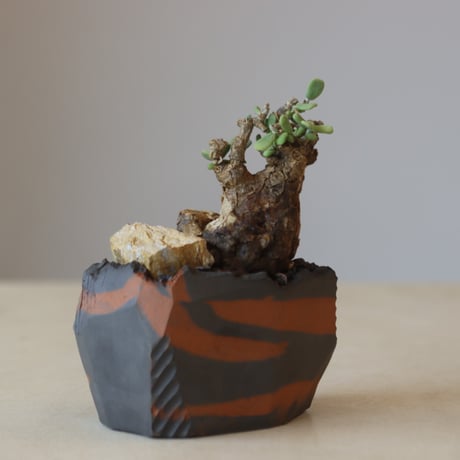 Portulacaria pygmaea × N/OH  no.207-2