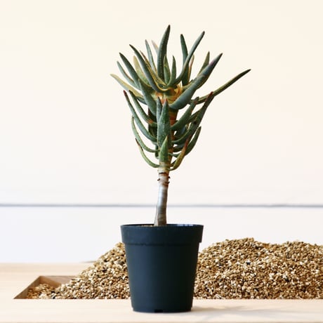 アロエ ラモシシマ / Aloe ramosissima     no.41601