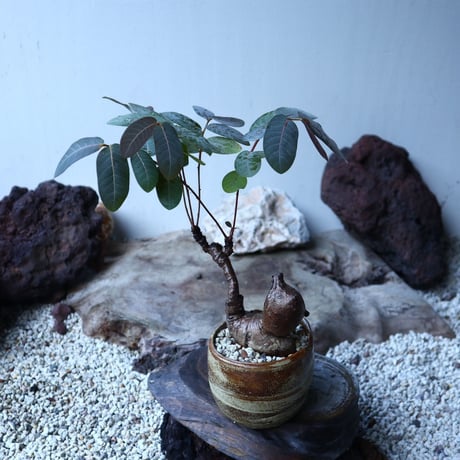 フィランサス   ミラビリス   Phyllanthus mirabilis  no.91501