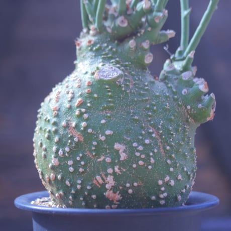 アデニア グロボーサ Adenia globosa   no.20701