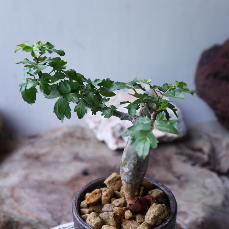 ブルセラ ファガロイデス Bursera fagaroides no.90121 | 芽の巣山 ブルセラ ファガロイデス Bursera fagaroides no.90121 | 芽の巣山