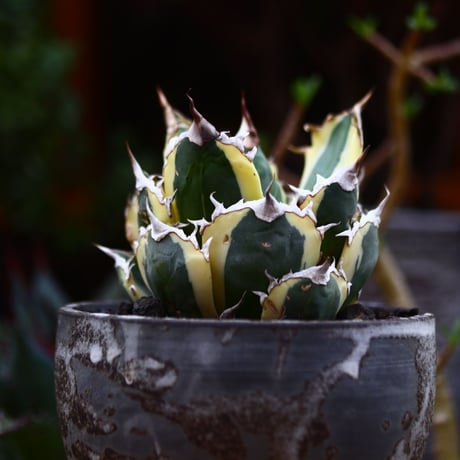 チタノタ スナグルトゥース／Agave titanota 'Snaggle Tooth'    no.91235