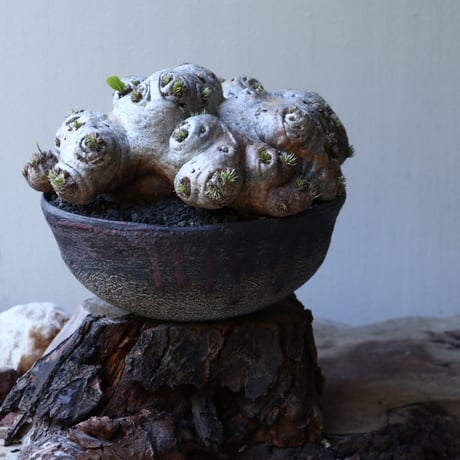 パキポディウム  ブレビカウレ  恵比寿笑い   Pachypodium brevicle   no.51938
