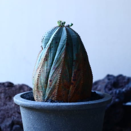 ユーフォルビア  オベサ    Euphorbia obesa　no.30121