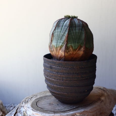 ユーフォルビア  オベサ ♀    Euphorbia obesa   no.40717