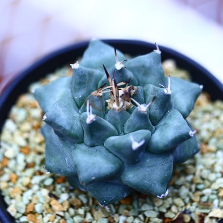 ツルビニカルプス  大疣アロンソイ   Turbinicarupus alonsoi  no120608