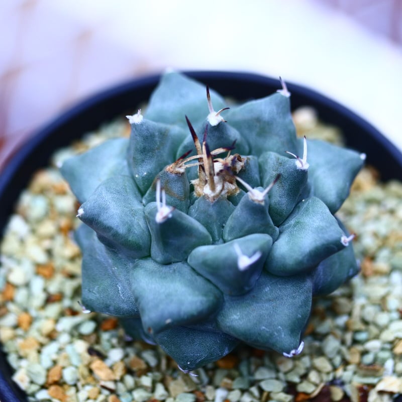 ツルビニカルプス 大疣アロンソイ Turbinicarupus alonsoi no1