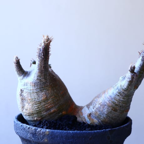 パキポディウム グラキリス   Pachypodium rosulatum var. gracilius no.11901