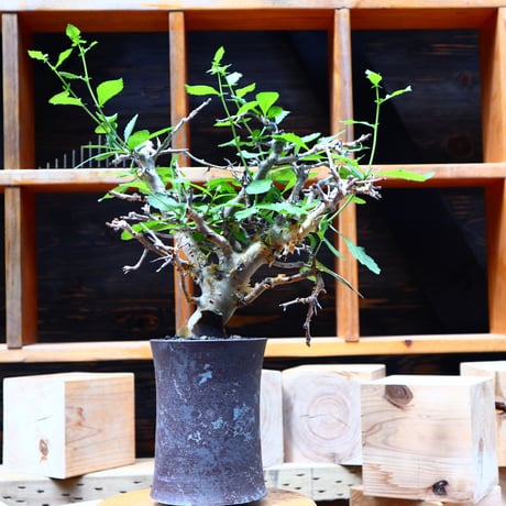 コミフォラ  ワイティ／Commiphora wightii   no.80845
