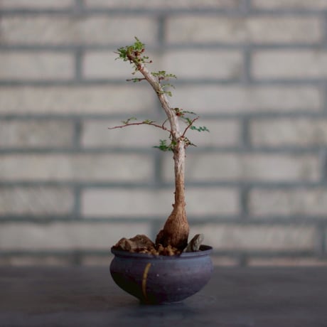 オペルクリカリアデカリー | STORES