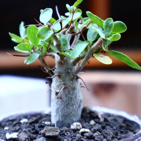 フォークイエリア  コルムナリス  (観峰玉)／Fouquieria columnari   no.72521