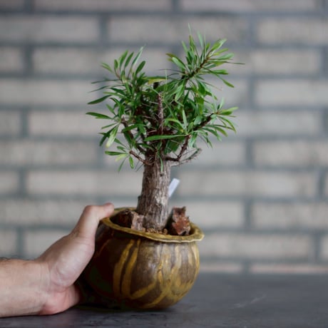 Fouquieria purpusii × Shin Tabata (4号)  no.830-5