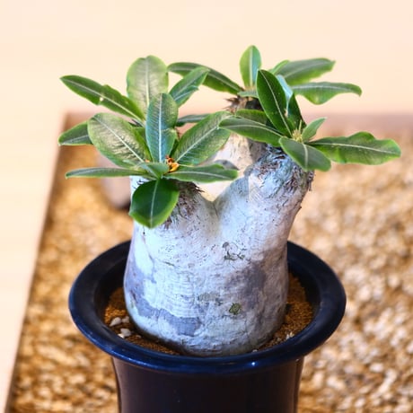 パキポディウム  エブレネウム / Pachypodium eburneum   no.51410