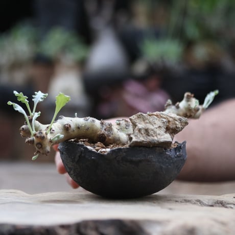 ペラルゴニム クリンガルドテンセ／Pelargonium Klinghardtense  no.103049