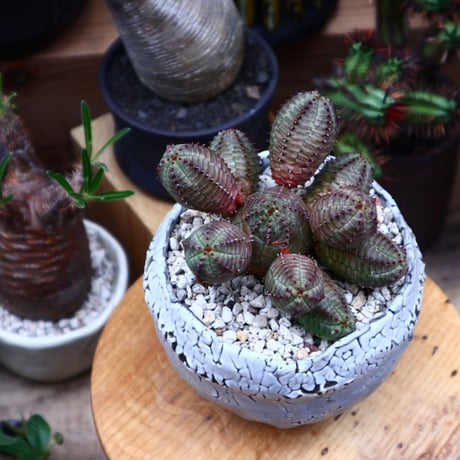 ユーフォルビア  オベサ hyb. ／Euphorbia obesa  hyb.    no.51647