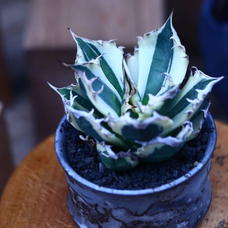 チタノタ スナグルトゥース／Agave titanota 'Snaggle Tooth'    no.100347