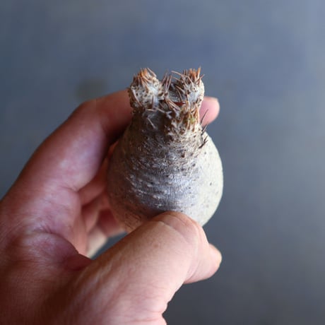パキポディウム グラキリス 抜苗  Pachypodium rosulatum var. gracilius no.100609