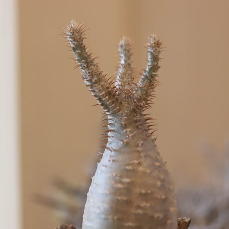 Pachypodium gracilius × N/OH  no.119-6