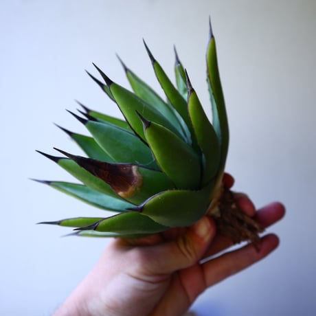 アガベ　ロイヤルスピン   Agave Royal Spine   no.42808