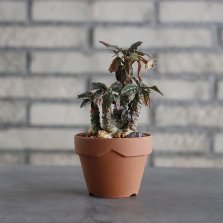 Dorstenia foetida × YAMABACHI (3号)  no.607/29
