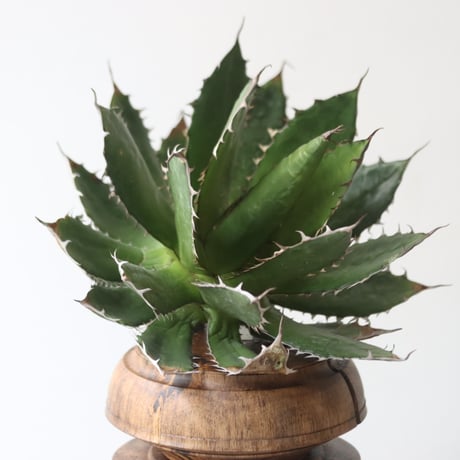 U.S. horrida (Agave horrida) / Style of Chika　no.1227/4
