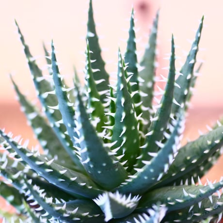 NOH × Aloe hyb. erinacea×pratensis   no.61853