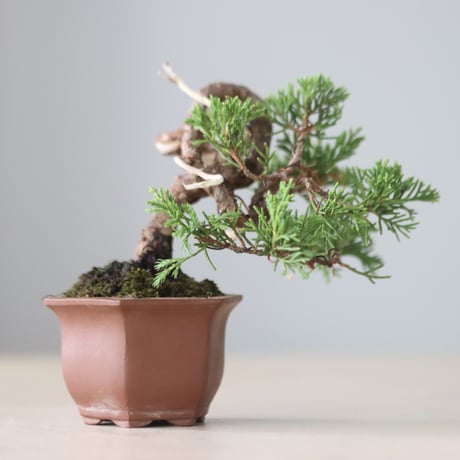 真柏 / YOSHIZAWA3-SHOHINBONSAI   no.71410