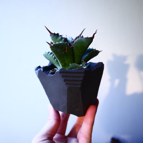 アガベ チタノタ   Agave titanota   no.32206