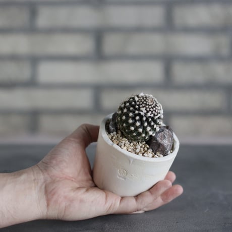 Copiapoa humilis ssp. tenuissima × N/OH (3号)  no.510/62