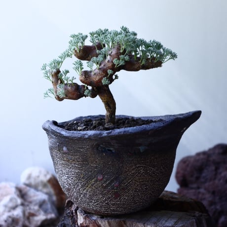 サルコカウロン  ムルチフィズム  Sarcocaulon multifidum   no.61606