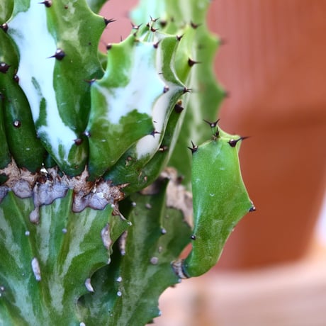 Euphorbia triangularis × N/OH    no.111927