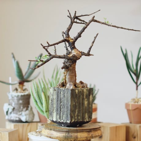 Commiphora foliacea  × soso(3.5号)  no.1214/50