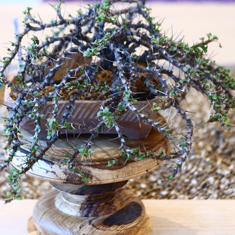Sarcocaulon vanderietiae × N/OH   no.100838